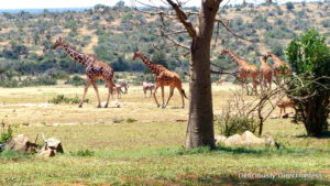 Animals at Ol Jogi Kenya