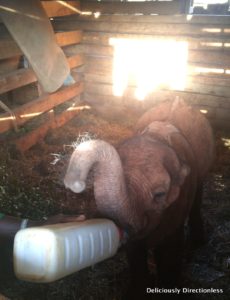 Bottle feeding elephants at David Sheldrick Trust Nairobi Kenya