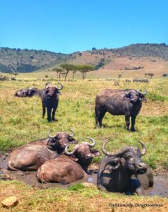 Buffaloes at Masai Mara Kenya