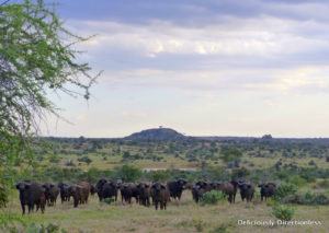 Buffaloes at Ol Jogi Kenya