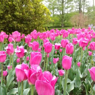 Tulips at Longwood Gardens