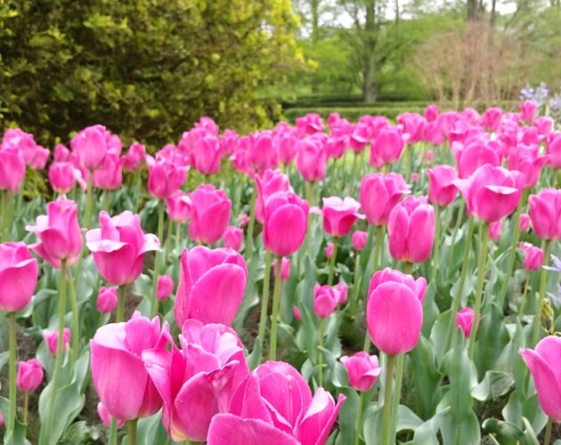Tulips at Longwood Gardens