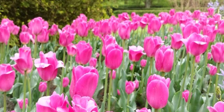 Tulips at Longwood Gardens