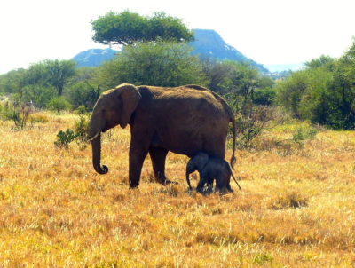 Elephant & baby at Ol Jogi Kenya