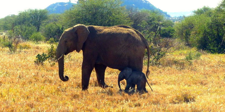Elephant & baby at Ol Jogi Kenya