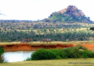 Zebras at Ol Jogi Kenya