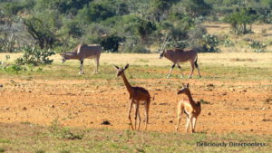 Eland & Gerenuk at Ol Jogi Kenya