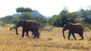 Elephant & baby at Ol Jogi Kenya
