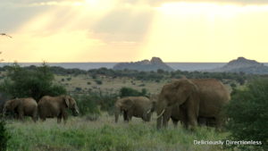 Elephant herd at Ol Jogi Kenya