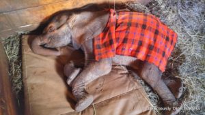 Elephant orphan at David Sheldrick Trust Nairobi Kenya