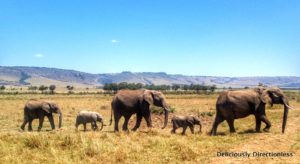 Elephants at Masai Mara Kenya