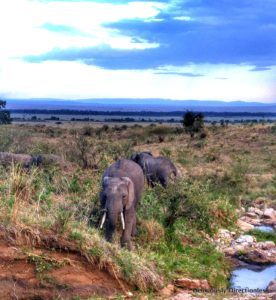 Elephants at Masai Mara Kenya