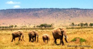 Elephants at Masai Mara Kenya