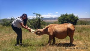 Feeding Meimei at Ol Jogi Kenya