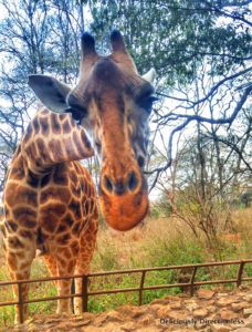 Giraffe centre Nairobi Kenya