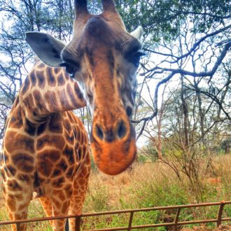 Giraffe centre Nairobi Kenya