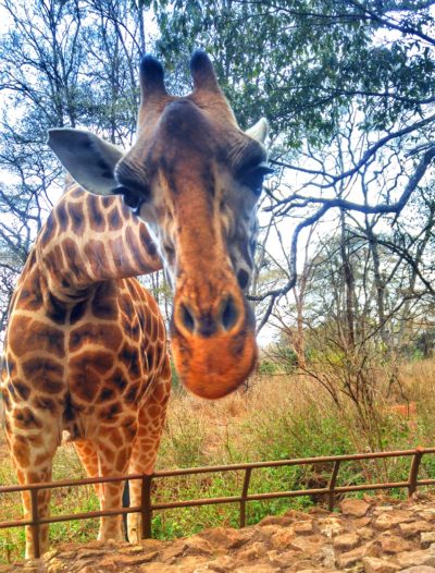 Giraffe centre Nairobi Kenya