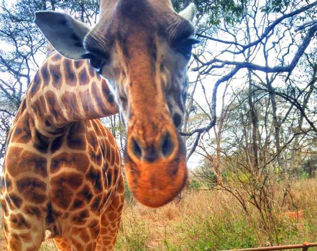 Giraffe centre Nairobi Kenya