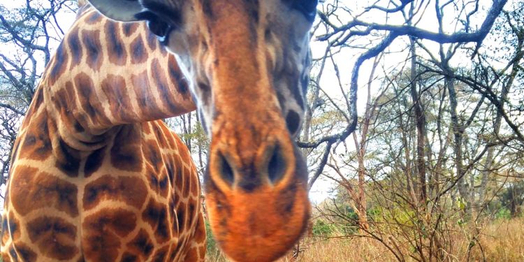 Giraffe centre Nairobi Kenya