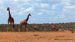 Giraffes at Ol Jogi Kenya