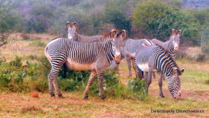 Grevy zebras at Ol Jogi Kenya
