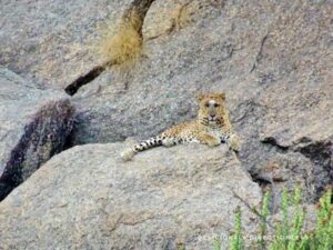 Heera at Jawai closeup