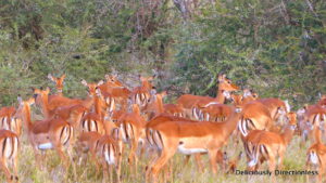 Impalas at Ol Jogi Kenya