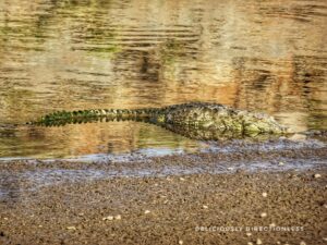 Jawai Dam - crocodile
