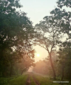 Jungle sunrise © Prachi Joshi