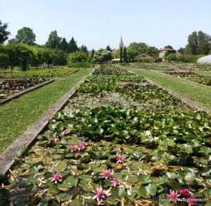 Latour-Marliac Garden lilies