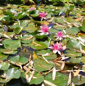 Latour-Marliac Garden lilies closeup
