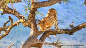 Leopard at Masai Mara Kenya