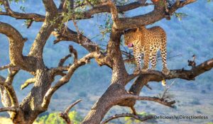 Leopard at Masai Mara Kenya