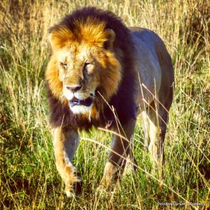 Lion at Masai Mara Kenya