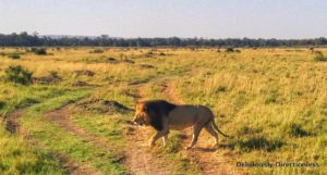 Lion at Masai Mara Kenya