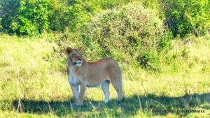 Lioness at Masai Mara Kenya
