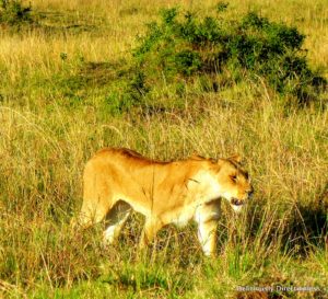 Lioness at Masai Mara Kenya