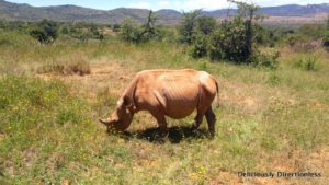 Meimei at Ol Jogi Kenya
