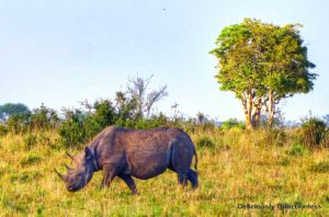 Rhino at Masai Mara Kenya