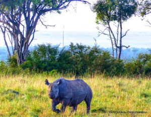 Rhino at Masai Mara Kenya