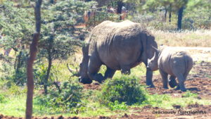 Rhino & baby 2 at Ol Jogi Kenya