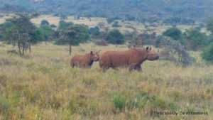 Rhino & baby at Ol Jogi Kenya