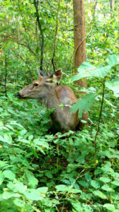Sambar at Tadoba © Prachi Joshi