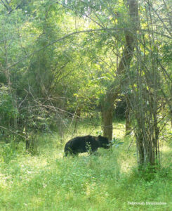 Sloth bear at Tadoba © Prachi Joshi