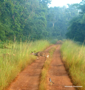 Spotted deer at Tadoba © Prachi Joshi