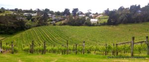 Vineyards on Waiheke Island Auckland