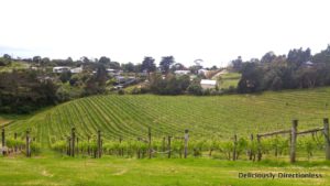 Vineyards on Waiheke Island Auckland