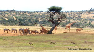 Watering hole at Ol Jogi Kenya