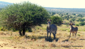Zebras at Ol Jogi Kenya